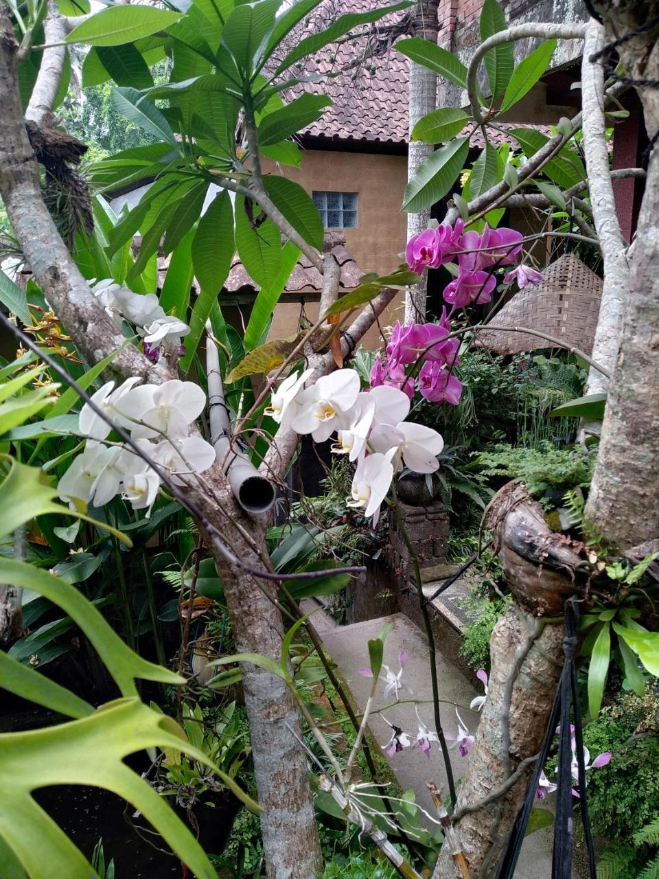 Umah Ubud Guest House Exterior photo